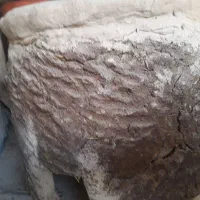 محلی|ظروف پختوپز|نهاوند, |دیوار