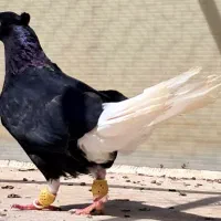 ماده زاغ دم سفید کاکلی رنگه کله سینه کلاغ رنگی