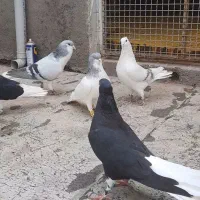 کبوتر رنگی