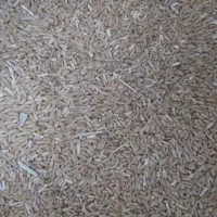 بره پروار