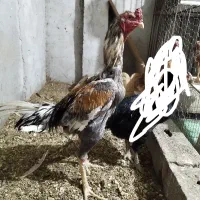خروس لاری