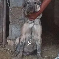 سگ پژدر