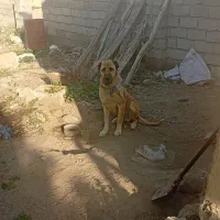 سگ سرابی