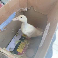 فروش یک قطعه اردک
