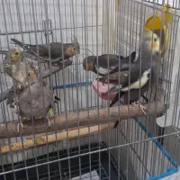 جفت عروس هلندی