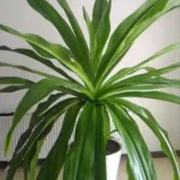 گل اشگ ملکه