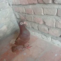 فروش دوجفت کبوتر رنگه