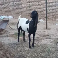 بز پاکستانی اصیل ابستن ۳ماهه
