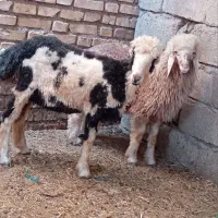 دو بره شیرمست ماده چاق چاق روغنی مخصوص نظری