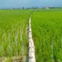 کود برای شالیزار