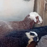 بره قوچ