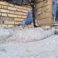 نرچاپی