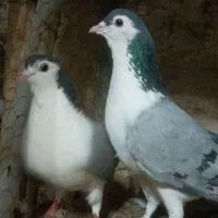 خرقه واز گلدم
