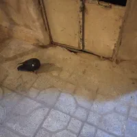 کفتر سیاه خارجی فقط معاوضه با گندم