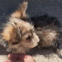 توله شیتزو نر ۳ ماهه