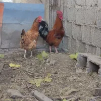 مرغ و خروس محلی در حال تخم