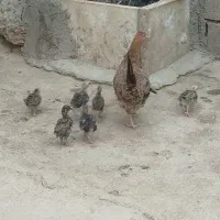 مرغ و خروس