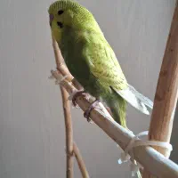 جوجه مرغ عشق