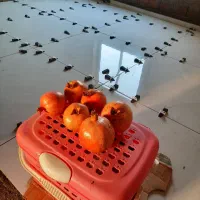 کاشی کاری،سنگ کاری اجرای پله های گرد و ساده