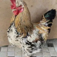 خروس گلین کاکلی جوان