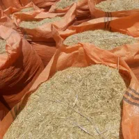 فروش کاه گندم سفید درجه یک