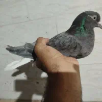 کبوتر ماده