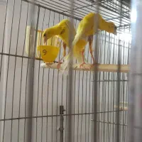 قناری جیبوسو