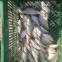 بچه ماهی کپور