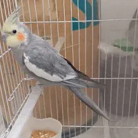 عروس هلندی نر