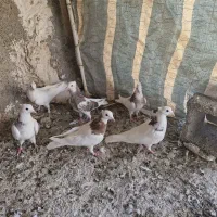کبوتر سالم
