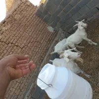 ۴عدد فروشی