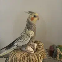 عروس هلندی نر