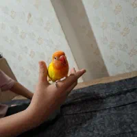 کوتوله نیمه دستی ومهربون