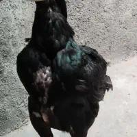 مرغ لاری
