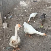 غاز|حیوانات مزرعه|اردبیل, |دیوار