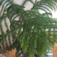 کاج مطبق