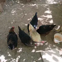 مرغ محلی تخمگذار