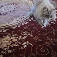 پرشین سفید