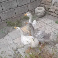 قو غاز