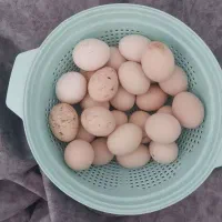 تخم غاز و قو غاز  دونه ایی ۵۵  تخم مرغ ۱۶