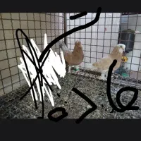 جفت کفتر