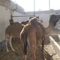 حره شتر|حیوانات مزرعه|کویرات, |دیوار