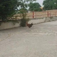 جوجه خروس کوله
