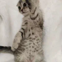 گربه|گربه|سهند, |دیوار