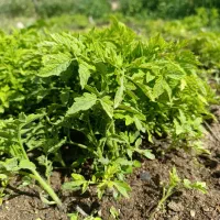 نشا گوجه