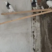 کبوتر کفتر طوقی