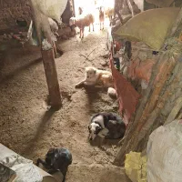 سگ گله و نگهبان حرفه ای ۱ساله