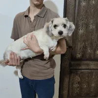 واگذاری سگ به سرپرست خوب