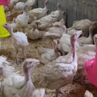 بوقلمون یک و نیم کیلو/جوجه/بلدرچن/اردک/جوجه گوشتی