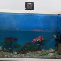 اکواریوم بدون ماهی